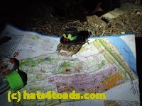 /home//u458753944/public_html/sourcegallery//Roxborough Toad Detour/2013-2019/2017/P4120680.JPG
